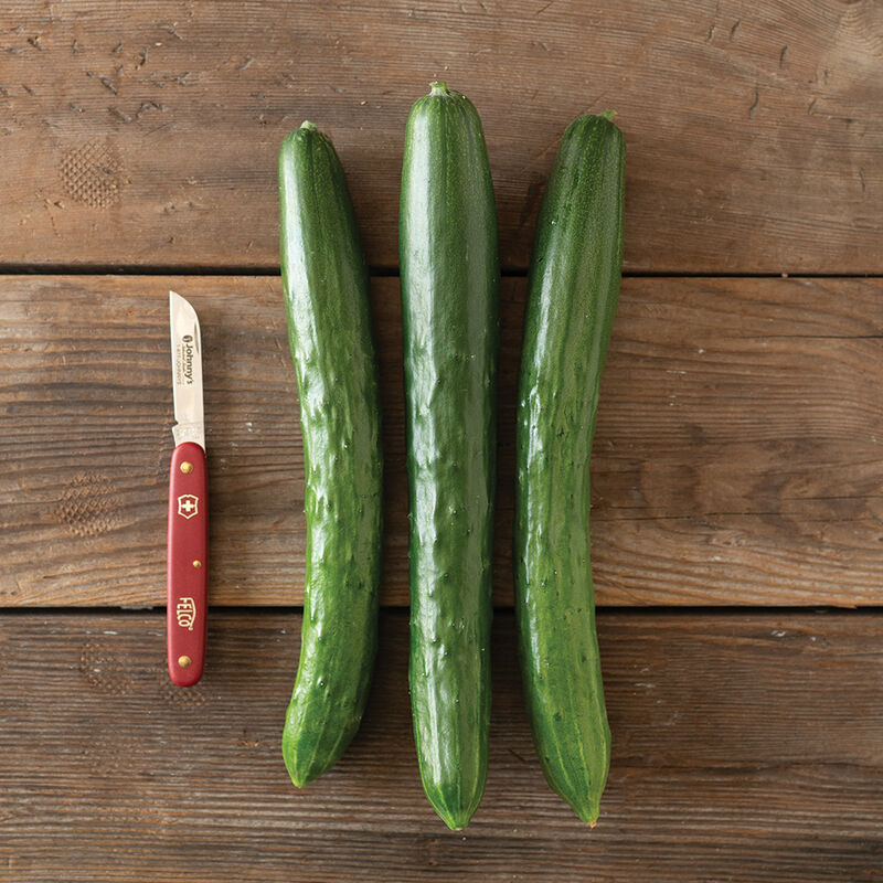 Cucumber (Tasty Jade)