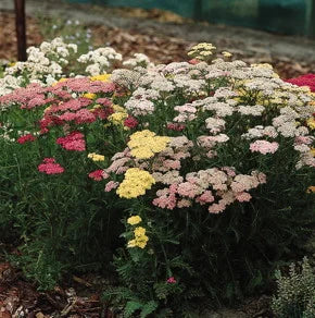 Yarrow (Summer Pastels)