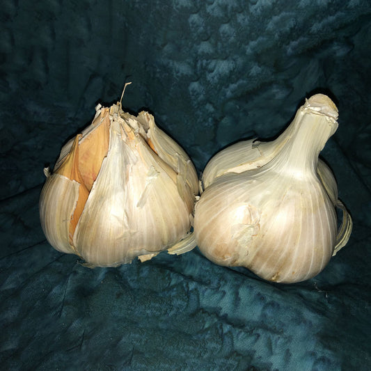 Elephant Garlic